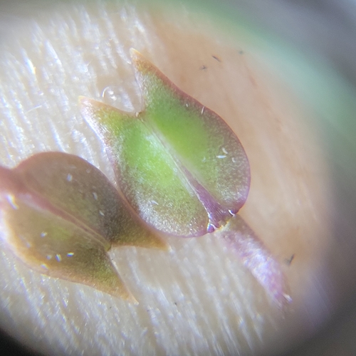 Image of Lepidium acutidens by (c) Konshau Duman, some rights reserved (CC BY)