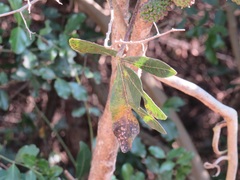 Cussonia zuluensis