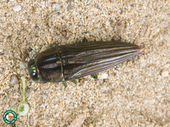 Pelecopselaphus depressus