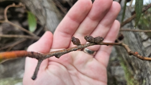 Grampians Stringybark (Eucalyptus serraensis)