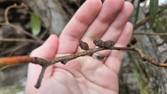 Eucalyptus serraensis