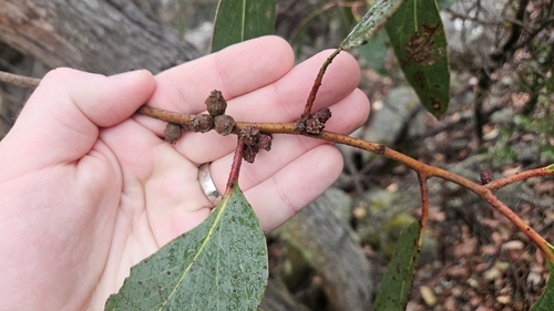 Eucalyptus serraensis, photograph 1