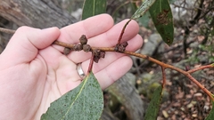 Eucalyptus serraensis, photograph author not stated, no rights reserved