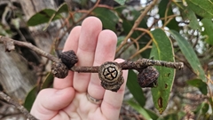 Eucalyptus serraensis, photograph author not stated, no rights reserved