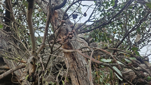 Eucalyptus serraensis, photograph 4