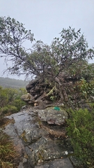 Eucalyptus serraensis, photograph author not stated, no rights reserved