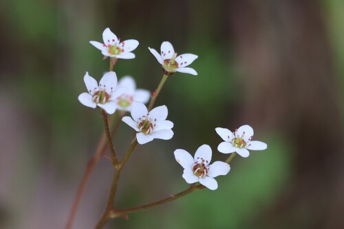 Image of Micranthes californica by (c) Millie Basden, some rights reserved (CC BY)