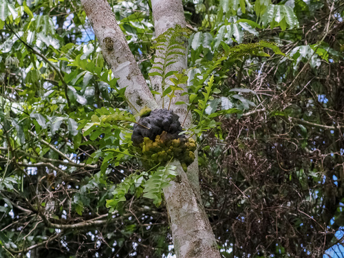 Lecanopteris celebica