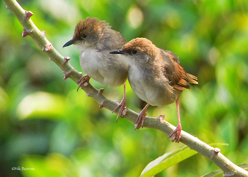 Chubb's Cisticola photo