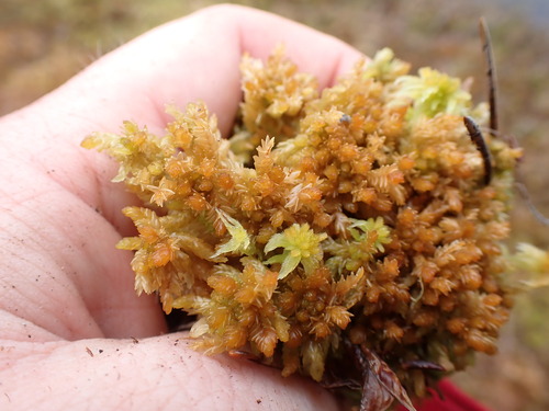Image of Sphagnum papillosum by no rights reserved