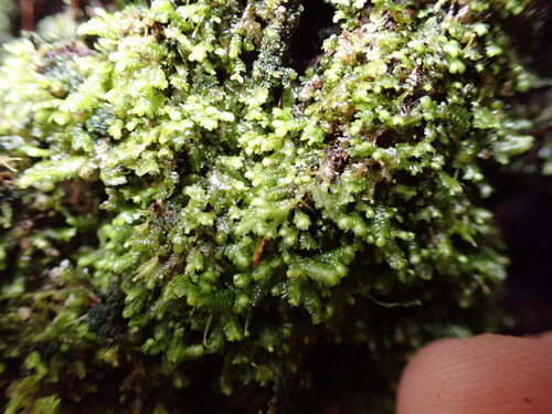 Image of Bazzania denudata by no rights reserved