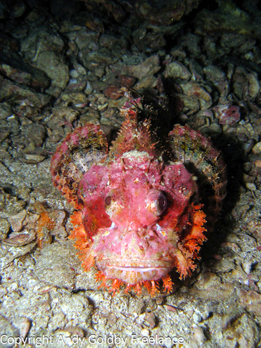 Smallscale Scorpionfish — seen at this dive site