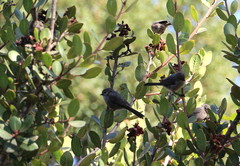 Psaltriparus minimus minimus