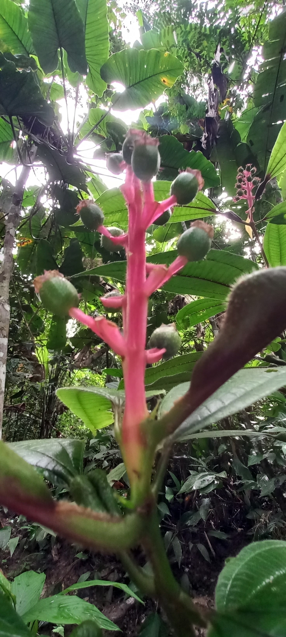Miconia tococa