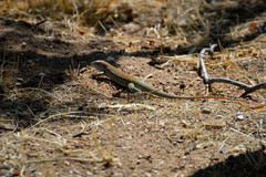 Aspidoscelis stictogrammus