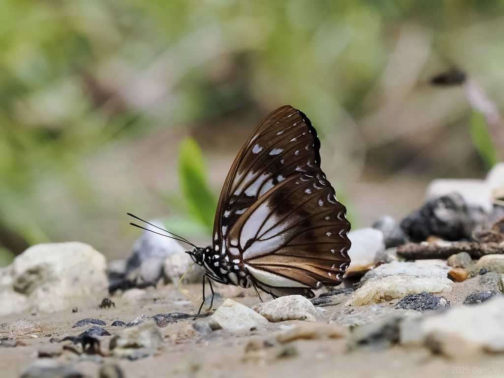 Hestinalis divona