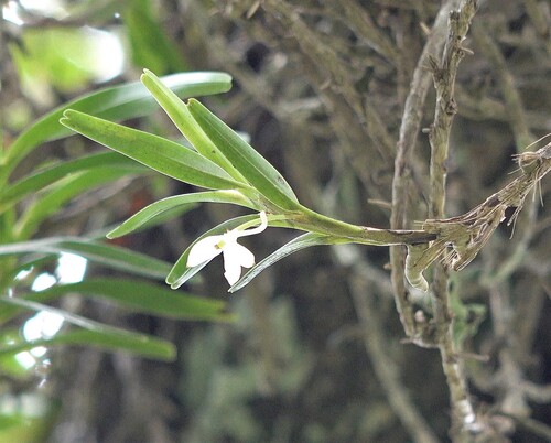Jumellea anjouanensis