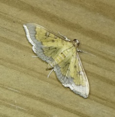 Ategumia ebulealis