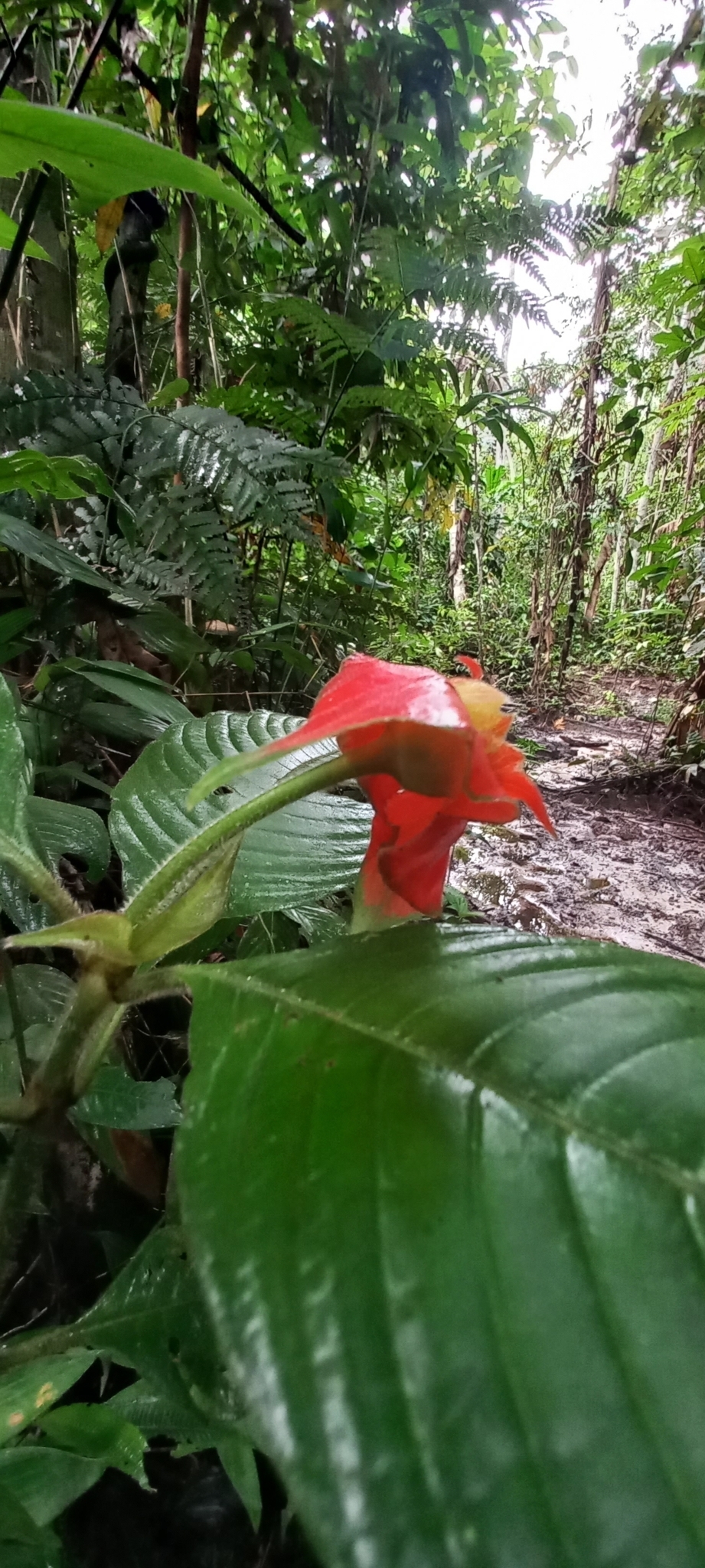 Palicourea tomentosa