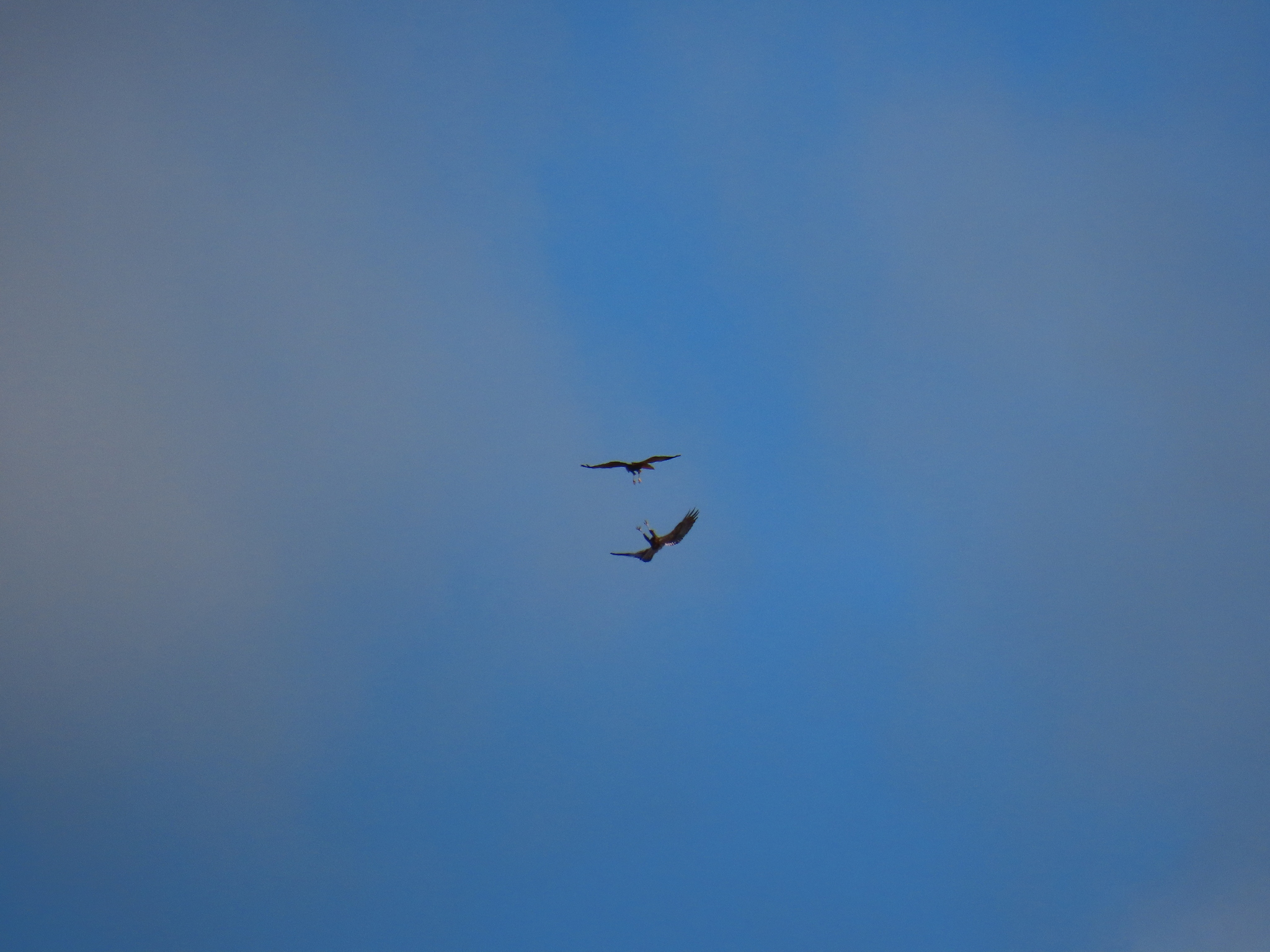 Western Marsh Harrier