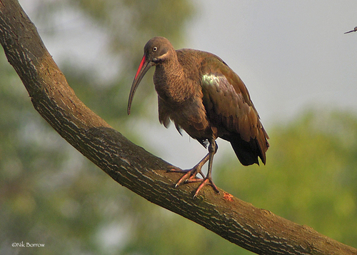 Hadada Ibis