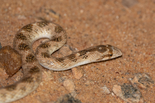 Awl-headed Snake