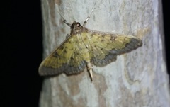 Diacme elealis