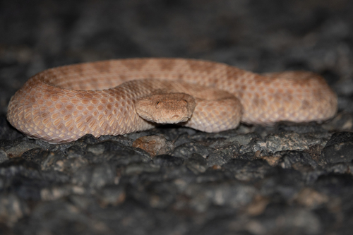 Sahara Sand Viper