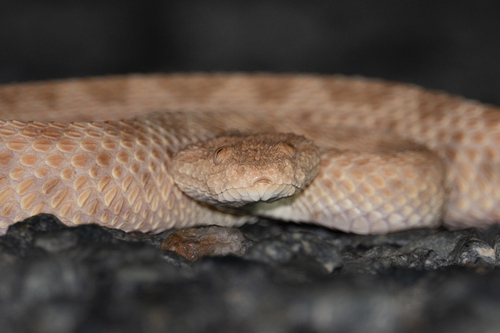 Sahara Sand Viper