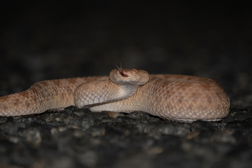 Sahara Sand Viper