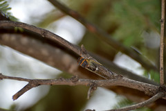 Diceroprocta semicincta