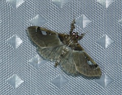 Diaphantania