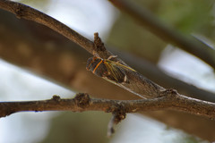 Diceroprocta semicincta