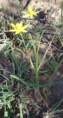 Pauridia trifurcillata