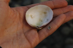 Semele rubropicta