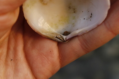 Semele rubropicta