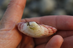 Semele rubropicta