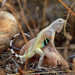 Zebra-tailed Lizard - Photo (c) Robby Deans, some rights reserved (CC BY-NC), uploaded by Robby Deans