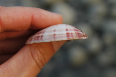 Semele rubropicta