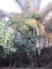Raphia australis