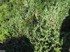 Carpobrotus quadrifidus