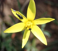 Pauridia trifurcillata