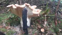 Hydnum olympicum