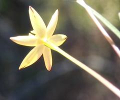 Pauridia trifurcillata