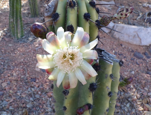 Stenocereus martinezii, photograph 5