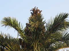Raphia australis