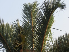 Raphia australis
