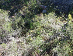 Pauridia trifurcillata