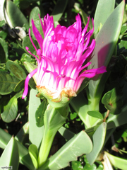 Carpobrotus quadrifidus