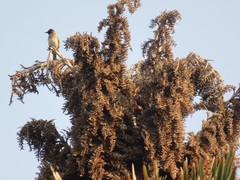 Raphia australis